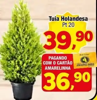 Tuia Holandesa Pt 20