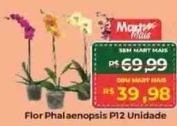 Mart Minas Flor Phalaenopsis P12 Unidade oferta
