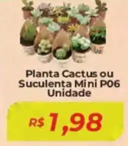 Mart Minas Planta Cactus ou Suculenta Mini P06 Unidade oferta