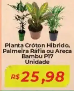Mart Minas Planta Croton Hibrido, Palmeira Ráfia ou Areca Bambu P17 Unidade oferta