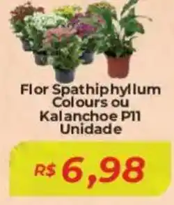 Mart Minas Flor Spathiphyllum Colours ou Kalanchoe PII Unidade oferta
