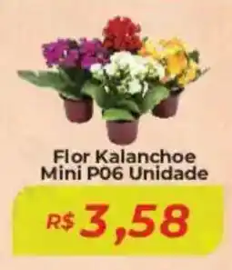 Flor Kalanchoe Mini P06 Unidade
