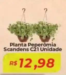 Planta Peperomia Scandens C21 Unidade