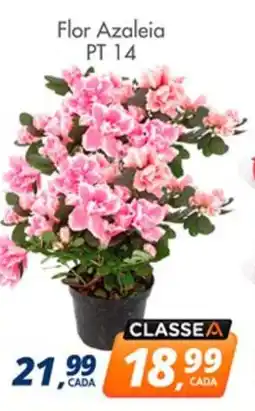 Delta Supermercados Flor Azaleia PT 14 oferta