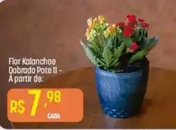 Flor Kalanchoe Dobrado Pote 11