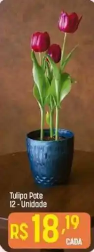 Tulipa Pote 12-Unidade