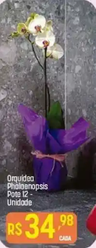 Orquídea Phalaenopsis Pote 12- Unidade