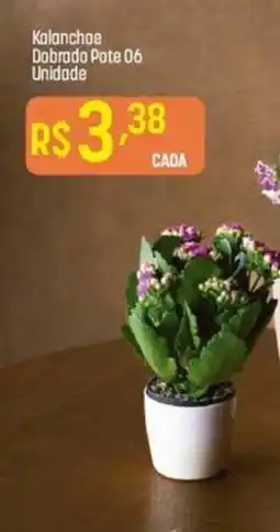 Muffato Kalanchoe Dobrado Pote 06 Unidade oferta