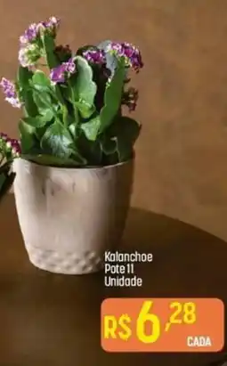 Kalanchoe Pote 11 Unidade