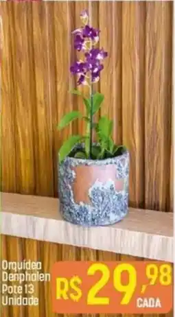 Muffato Orquídea Denphalen Pote 13 Unidade oferta