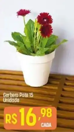 Gerbera Pote 15 Unidade