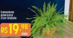 Samambaia Americana