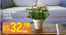 Roseira Mini Pote 15 Unidade