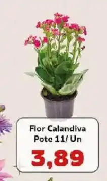 Supermercados Tauste Flor Calandiva Pote 11/Un oferta