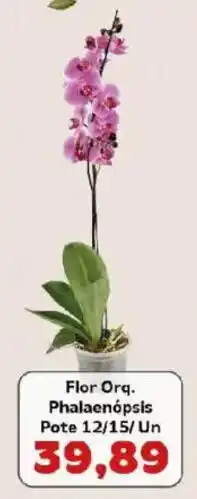 Supermercados Tauste Flor Orq. Phalaenopsis Pote 12/15/Un oferta
