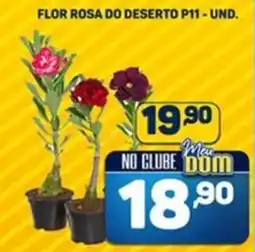 Dom Atacadista Flor rosa do deserto P11-und. oferta