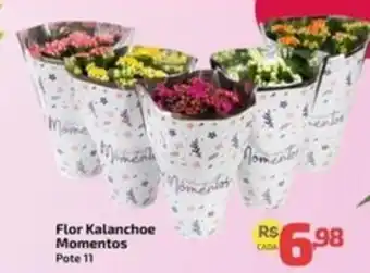 Supermercado Jacomar Flor Kalanchoe Momentos oferta