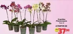 Supermercado Jacomar Orquídea Phalaenopsis oferta