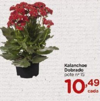 Carrefour Kalanchoe Dobrado oferta