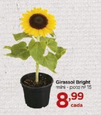 Carrefour Girassol Bright oferta