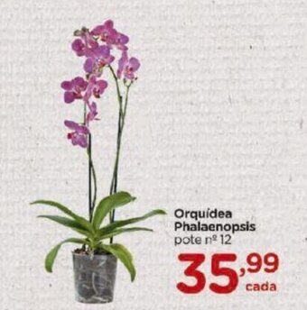 Orquidea Phalaenopsis
