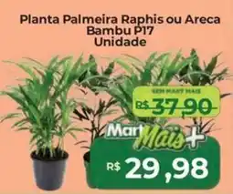 Mart Minas Planta Palmeira Raphis ou Areca Bambu P17 Unidade oferta