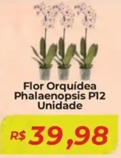 Mart Minas Flor Orquídea Phalaenopsis P12 Unidade oferta