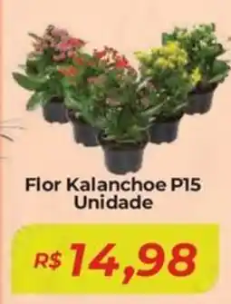 Mart Minas Flor Kalanchoe P15 Unidade oferta
