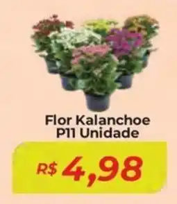Mart Minas Flor Kalanchoe P11 Unidade oferta