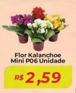 Mart Minas Flor Kalanchoe Mini P06 Unidade oferta