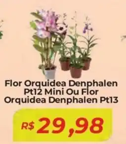 Mart Minas Flor Orquidea Denphalen Pt12 Mini Ou Flor Orquidea Denphalen Pt13 oferta