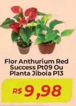 Mart Minas Flor Anthurium Red Success Pt09 Ou Planta Jiboia P13 oferta