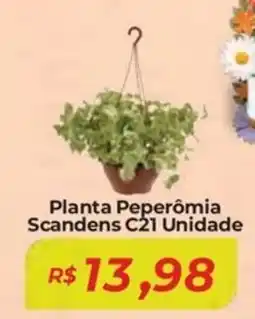 Mart Minas Planta Peperomia Scandens C21 Unidade oferta