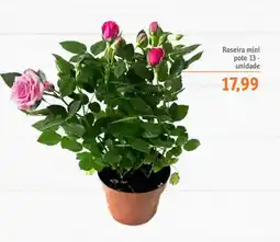 Sonda Roseira mini pote 13 - unidade oferta