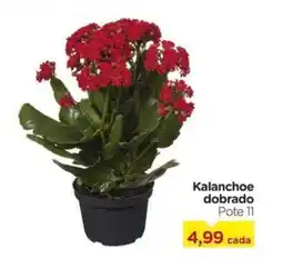 Carrefour Kalanchoe dobrado oferta