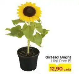 Carrefour Girassol Bright Mini, Pote 15 oferta