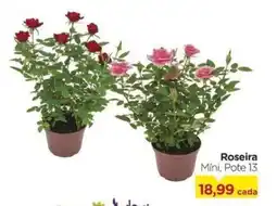Carrefour Roseira Míni, Pote 13 oferta