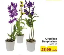 Carrefour Orquídea Denphalaen Pote 13 oferta