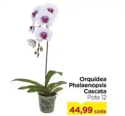Carrefour Orquídea Phalaenopsis Cascata Pote 12 oferta