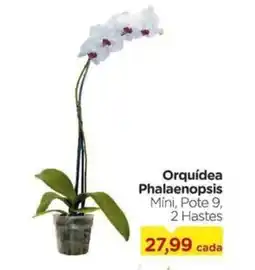 Carrefour Orquídea Phalaenopsis Míni, Pote 9, 2 Hastes oferta