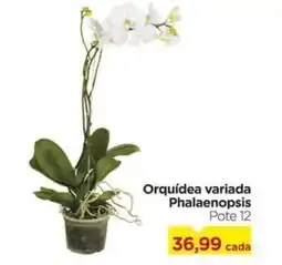 Carrefour Orquídea variada Phalaenopsis Pote 12 oferta