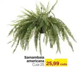 Carrefour Samambaia americana Cuia 25 oferta