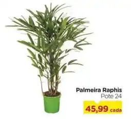 Carrefour Palmeira Raphis Pote 24 oferta