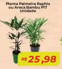 Mart Minas Planta Palmeira Raphis ou Areca Bambu P17 Unidade oferta