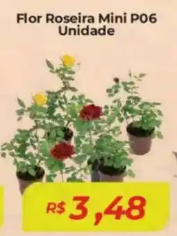 Mart Minas Flor Roseira Mini P06 Unidade oferta