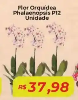 Mart Minas Flor Orquídea Phalaenopsis P12 Unidade oferta