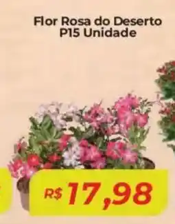 Mart Minas Flor Rosa do Deserto P15 Unidade oferta