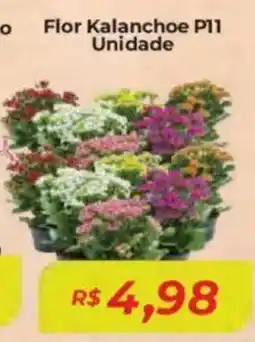 Mart Minas Flor Kalanchoe P11 Unidade oferta