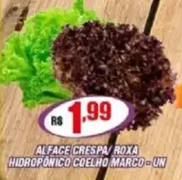 Violeta Supermercados Alface crespa/roxa hidroponico coelho marco-un oferta