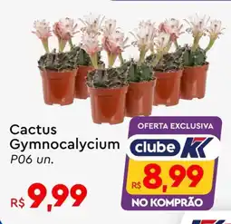 Komprao Atacadista Cactus Gymnocalycium P06 un. oferta